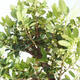 Pokojová bonsai - Ilex crenata - Cesmína PB2201158 - 2/2