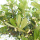 Pokojová bonsai - Ilex crenata - Cesmína PB2201161 - 2/2