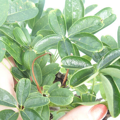 Pokojová bonsai Akebie quinata - Akebie pětičetná - 2