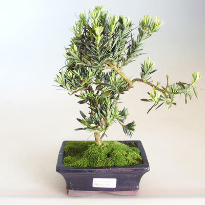Pokojová bonsai - Podocarpus - Kamenný tis PB2201178 - 2