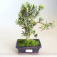 Pokojová bonsai - Podocarpus - Kamenný tis PB2201178 - 2/2