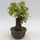 Venkovní bonsai - Javor Buergerianum - Javor Burgerův - 2/6