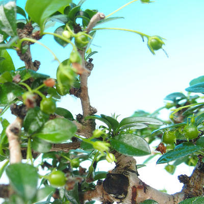Pokojová bonsai - Carmona microphyla - Čaj fuki - 2