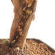 Pokojová bonsai - Australská třešeň - Eugenia uniflora - 2/2