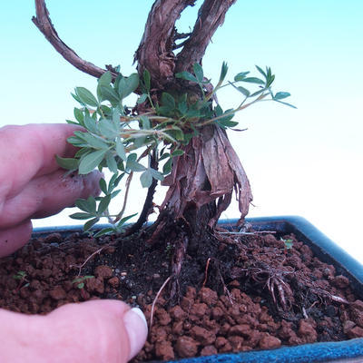 Venkovní bonsai -Mochna křovitá - Potentilla fruticosa - 2