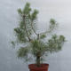 Yamadori - Pinus sylvestris - borovice lesní - 2/3
