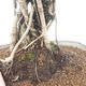 Pokojová bonsai - Ficus kimmen -  malolistý fíkus - 2/2