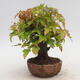Venkovní bonsai - Javor Buergerianum - Javor Burgerův - 2/6