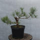 Yamadori - Pinus sylvestris - borovice lesní - 2/4