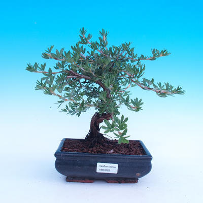 Venkovní bonsai -Mochna křovitá - Potentilla fruticosa - 2