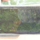 Keramická bonsai miska 17,5 x 13,5 x 5 cm, barva zelená - 2/3