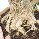 Pokojová bonsai - Buxus harlandii - korkový buxus - 2/4