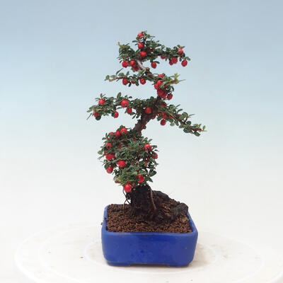 Venkovní bonsai - Cotoneaster horizontalis - Skalník - 2