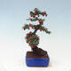 Venkovní bonsai - Cotoneaster horizontalis - Skalník - 2/4
