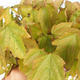 Venkovní bonsai - Acer ginala - Javor ohnivý - 2/2