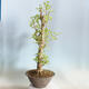 Venkovní bonsai - Jinan dvoulaločný - Ginkgo biloba - 2/5