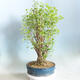 Venkovní bonsai - Jinan dvoulaločný - Ginkgo biloba - 2/5