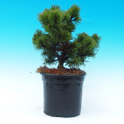 Venkovní bonsai - Pinus Mugo Humpy - Borovice - 2