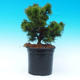 Venkovní bonsai - Pinus Mugo Humpy - Borovice - 2/3