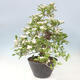Venkovní bonsai - Hloh klínovitý - Crataegus cuneata - 2/6