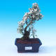 Pokojová bonsai - Serissa foetida - Strom tisíce hvězd - 2/2