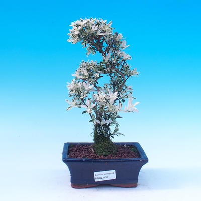 Pokojová bonsai - Serissa foetida - Strom tisíce hvězd - 2