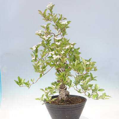 Venkovní bonsai - Hloh klínovitý - Crataegus cuneata - 2