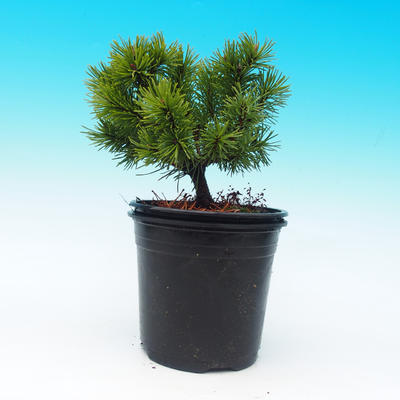 Venkovní bonsai - Pinus Mugo Mops - Borovice - 2