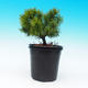 Venkovní bonsai - Pinus Mugo Mops - Borovice - 2/3