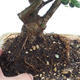 Pokojová bonsai - Olea europaea sylvestris -Oliva evropská drobnolistá - 2/4