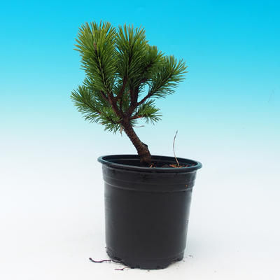 Venkovní bonsai - Pinus Mugo Mops - Borovice - 2