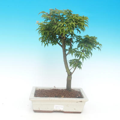 Venkovní bonsai -Javor malolistý SHISHIGASHIRA - 2