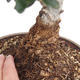 Pokojová bonsai - Olea europaea sylvestris -Oliva evropská drobnolistá - 2/4