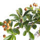 Venkovní bonsai-Pyracanta Teton -Hlohyně - 2/2