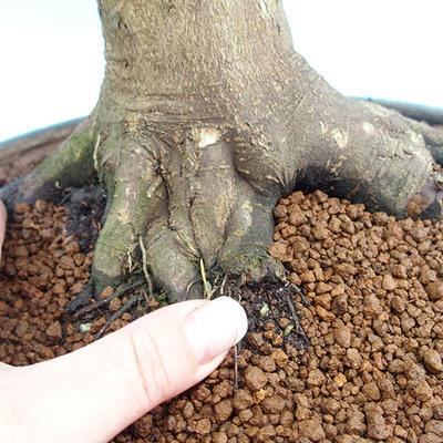 Venkovní bonsai -Javor ohnivý VB1469 - 2