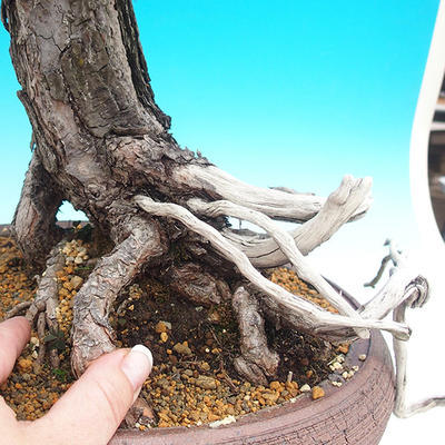 Venkovní bonsai -Borovice lesní  VB1470 - 2