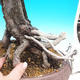 Venkovní bonsai -Borovice lesní  VB1470 - 2/2