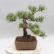 Venkovní bonsai - Pinus sylvestris - Borovice lesní - 2/4