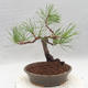 Venkovní bonsai - Pinus sylvestris - Borovice lesní - 2/5