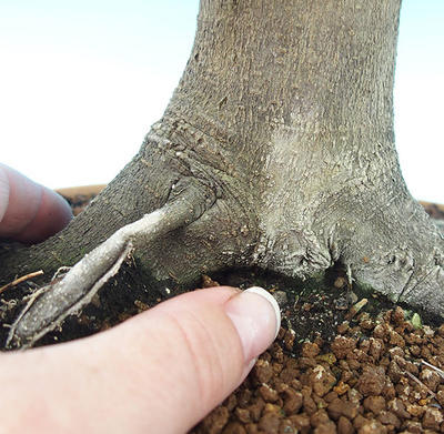 Venkovní bonsai -Javor dlanitolistý VB1479 - 2