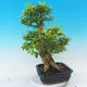 Pokojová bonsai - Duranta erecta Aurea - 2/7
