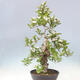 Venkovní bonsai - Hloh klínovitý - Crataegus cuneata - 2/6