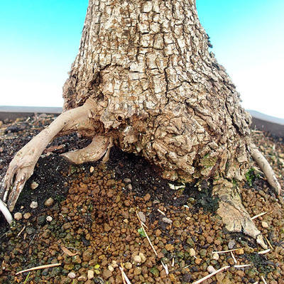 Venkovní bonsai -Javor babyka  VB1488 - 2