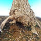 Venkovní bonsai -Javor babyka  VB1488 - 2/2