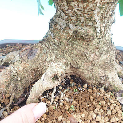 Venkovní bonsai -Javor babyka  VB1490 - 2