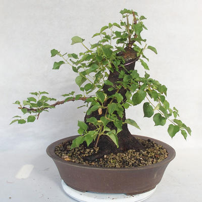 Venkovní bonsai -Mahalebka - Prunus mahaleb - 2