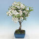 Venkovní bonsai - Malus halliana -  Maloplodá jabloň - 2/5