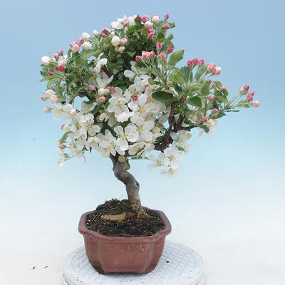 Venkovní bonsai - Malus halliana -  Maloplodá jabloň - 2