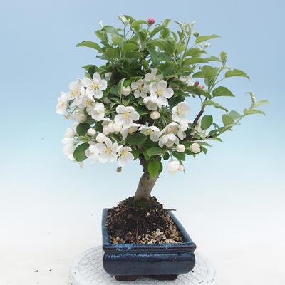 Venkovní bonsai - Malus halliana -  Maloplodá jabloň - 2