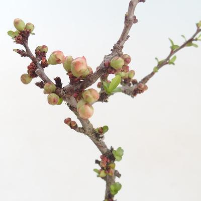 Venkovní bonsai - Chaenomeles spec. Rubra - Kdoulovec VB2020-149 - 2